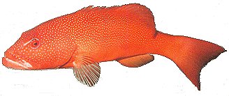 coral trout, trout recipes, reef fish recipes, cooking coral trout