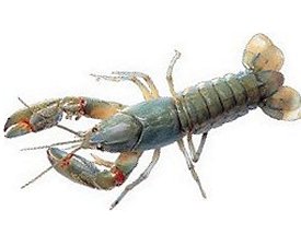 yabby picture