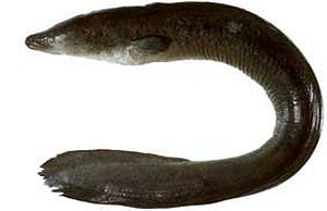 longfin eel photo, anguilla reinhardtii