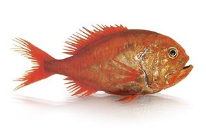 orange roughy, fish photo of orange roughy
