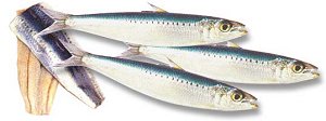 Sardines - Whole and Fillets