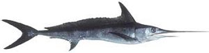 broadbill swordfish