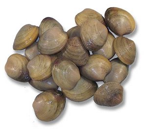 clams, picture of clams