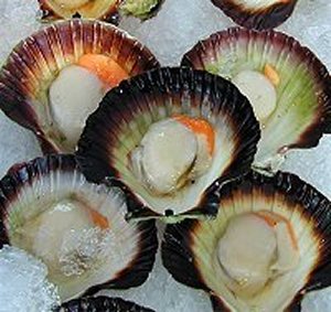 Tasmanian scallops in half shell with roe
